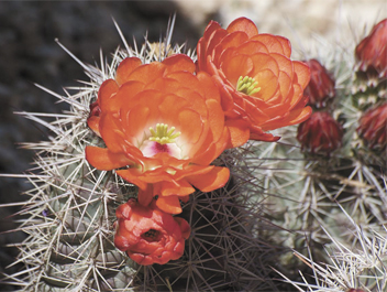 cactus flower